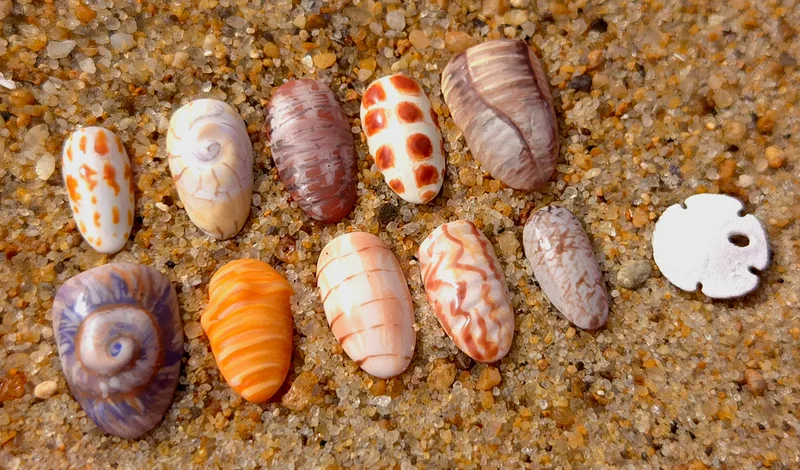 Sea Shell Collection